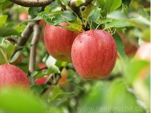 《5 健康饮食》PPT课件(黑龙江县级优课).ppt