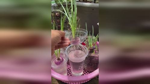 水培葱苗当绿植观赏