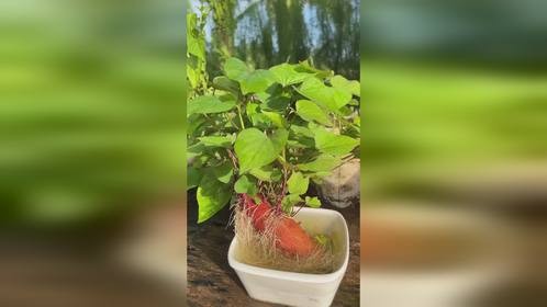 你家的红薯种了吗