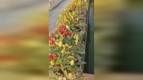 改造废弃饮料瓶种植辣椒