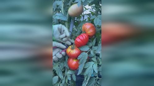 这番茄长得还不错吧