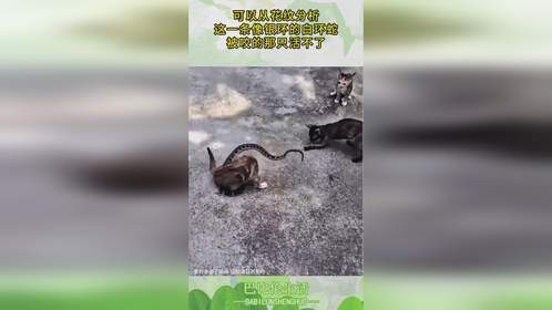 可以从花纹分析，这一条像银环的白环蛇，被咬的那只活不了！