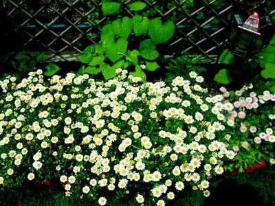 白晶菊