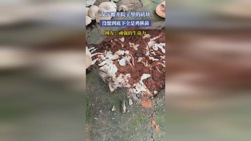 女子搬开院子里的砖块，没想到底下全是鸡枞菌，网友：顽强的生命力