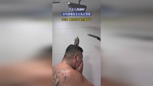 当主人洗澡时，小鸟非要在主人头上等着，小鸟：就让这大雨全部落下