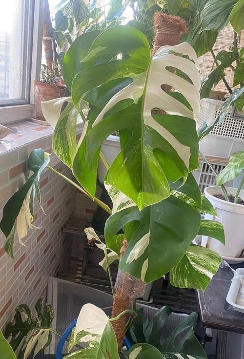佛珠植物的养护技巧有哪些？如何保持其翠绿？