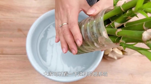 5分钟学会正确打理水培富贵竹，养其他水培植物也会事半功倍