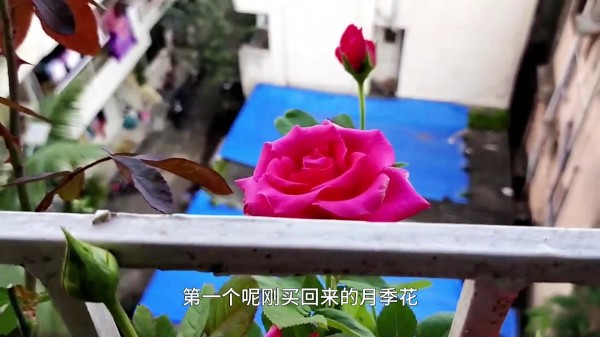 没有开放阳台，又想养月季，做好这5个方面