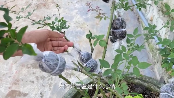 月季花用高空压条的方法进行繁殖，随便都能变出小苗来