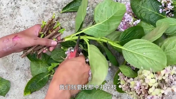 实用的绣球扦插方法，这样做，新手都能学的会