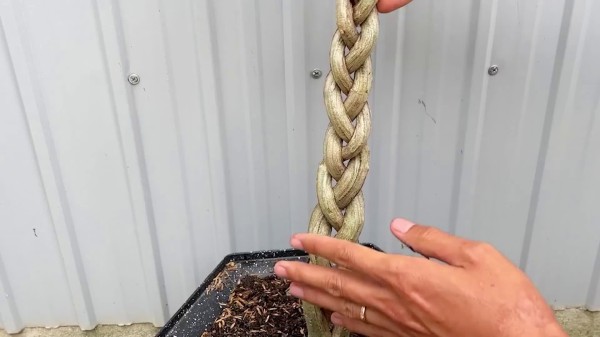 打造发辫式的沙漠玫瑰造型，3个月就能成型开花，值得动手试一下