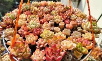 说说水苔养肉那些事儿