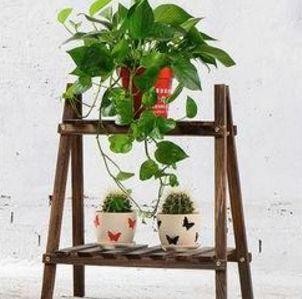 用常见的植物尽情DIY心目中的艺术盆景，让你的家里充满艺术。