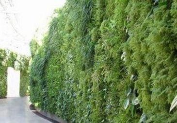 用常见的植物尽情DIY心目中的艺术盆景，让你的家里充满艺术。