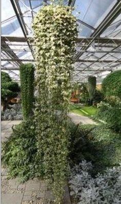 用常见的植物尽情DIY心目中的艺术盆景，让你的家里充满艺术。