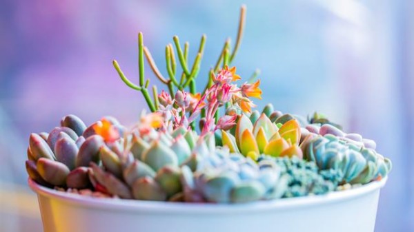 多肉植物：自然造物的生存哲学与人类生活的温柔镜像