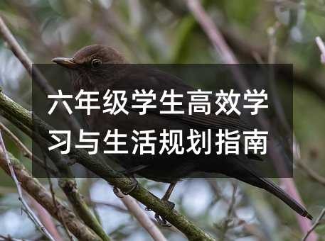 六年级学生高效学习与生活规划指南
