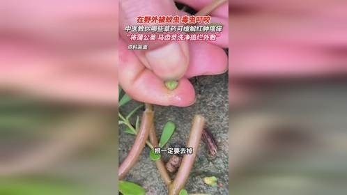 在野外被蚊虫、毒虫叮咬 ，中医教你将蒲公英，马齿苋洗净捣烂外敷 ，效果非常好