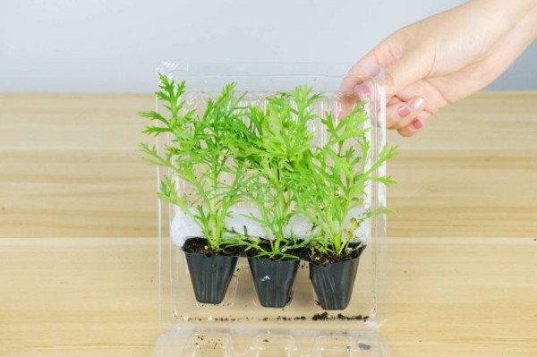 玛格丽特花的养殖方法和注意事项大全