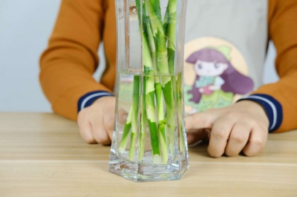 富贵竹笼的养殖方法和注意事项