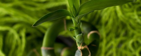 富贵竹笼的养殖方法和注意事项