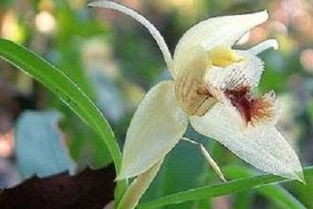 贝母兰的养殖方法