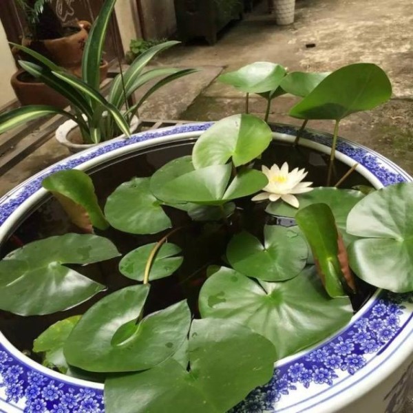 夏季花卉植物的首选：碗莲花，养护有“技巧”，现在了解也不迟