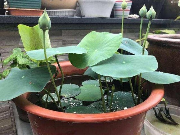 夏季花卉植物的首选：碗莲花，养护有“技巧”，现在了解也不迟