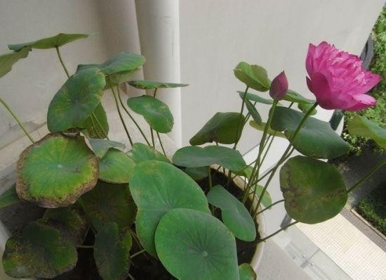夏季花卉植物的首选：碗莲花，养护有“技巧”，现在了解也不迟
