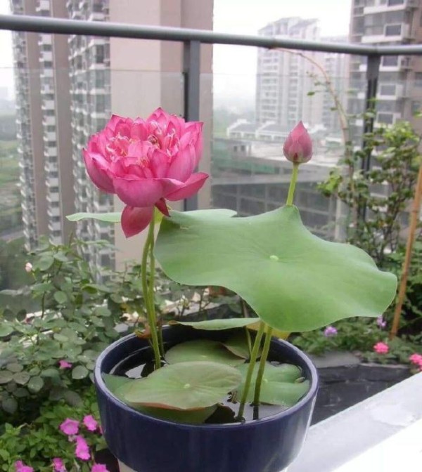 夏季花卉植物的首选：碗莲花，养护有“技巧”，现在了解也不迟