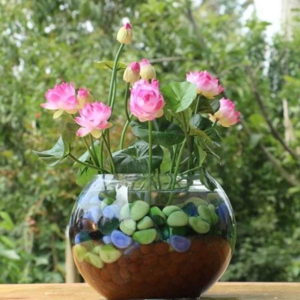 夏季花卉植物的首选：碗莲花，养护有“技巧”，现在了解也不迟