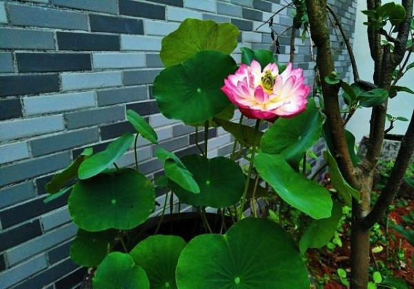 夏季花卉植物的首选：碗莲花，养护有“技巧”，现在了解也不迟