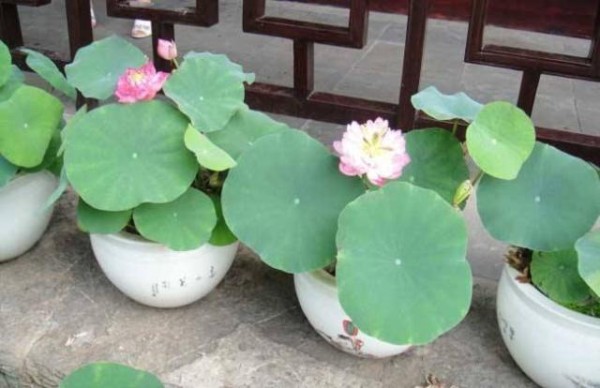 夏季花卉植物的首选：碗莲花，养护有“技巧”，现在了解也不迟