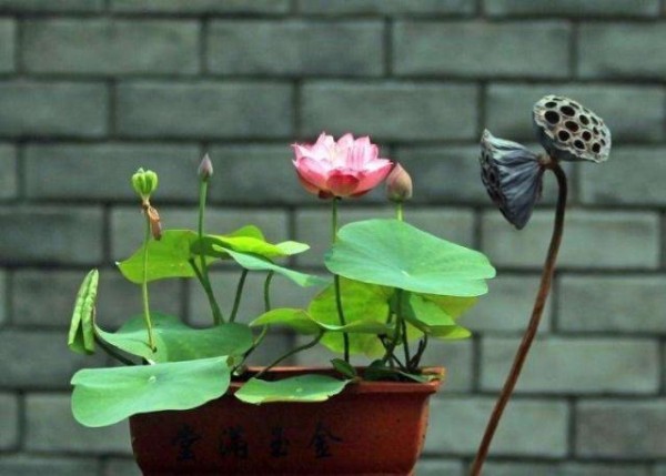 夏季花卉植物的首选：碗莲花，养护有“技巧”，现在了解也不迟