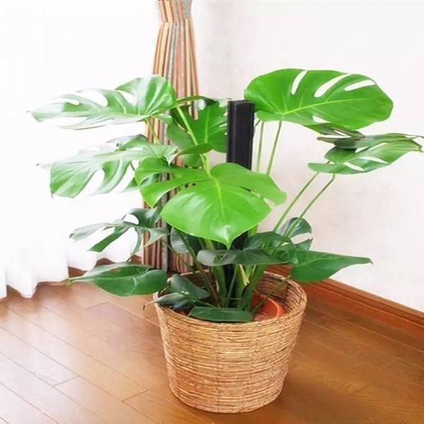 这10种绿植很适合室内栽种，养护简单，还能净化空气，吸收甲醛！