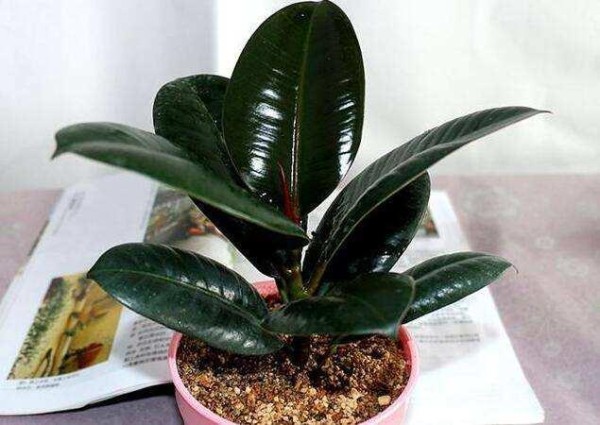 这10种绿植很适合室内栽种，养护简单，还能净化空气，吸收甲醛！