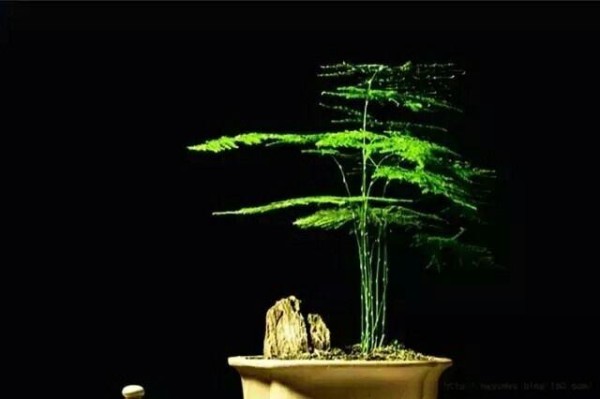 这10种绿植很适合室内栽种，养护简单，还能净化空气，吸收甲醛！
