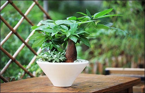 这10种绿植很适合室内栽种，养护简单，还能净化空气，吸收甲醛！