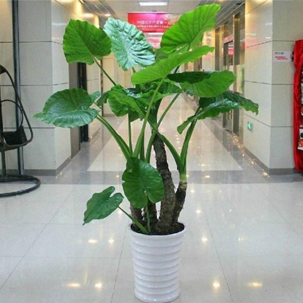 这10种绿植很适合室内栽种，养护简单，还能净化空气，吸收甲醛！