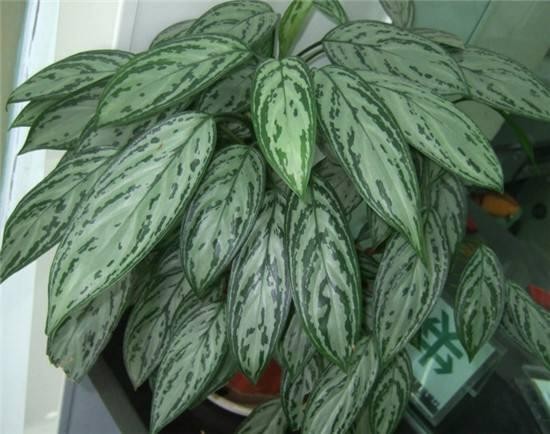 这10种绿植很适合室内栽种，养护简单，还能净化空气，吸收甲醛！