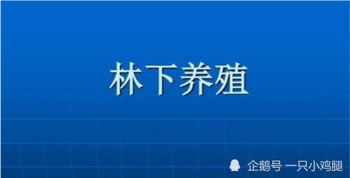 养殖什么项目赚钱