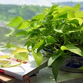 绿萝可以除甲醛吗？效果怎么样？