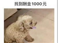 我的毛孩你在哪？有人收留你么？急寻找棕色发白泰迪12岁公狗狗，酬金1000,图片电话联系130311...