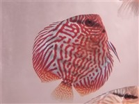 七彩神仙鱼
