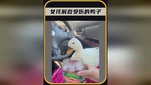 女孩解救了被欺负的鸭子，带回家精心照顾