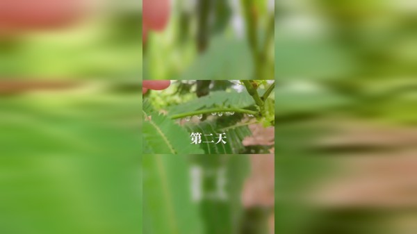 福寿螺当饵料，收获：清道夫+福寿螺，结局：鳄龟很开心