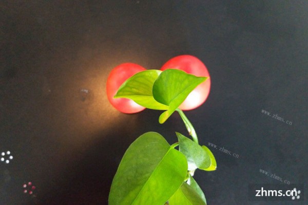 在日常生活中，水果蔬菜搭配食用。那么西红柿番茄炒着吃怎么样？