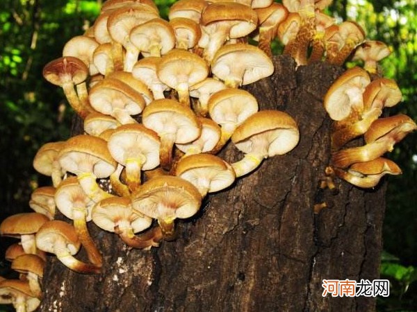 低脂低热量食物一览表