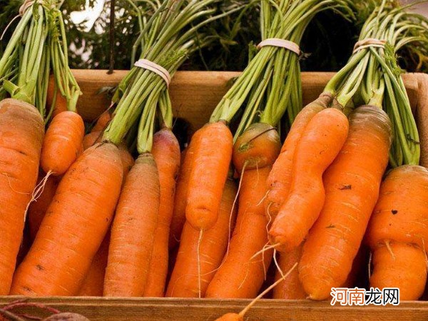 低脂低热量食物一览表