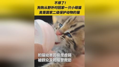 不得了！狗狗从野外叼回一只小萌猫，竟是国家二级保护动物豹猫（人民日报）